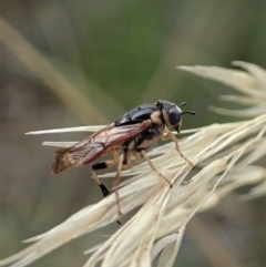 Pseudoperga guerinii at Holt, ACT - 3 Mar 2021 06:16 PM