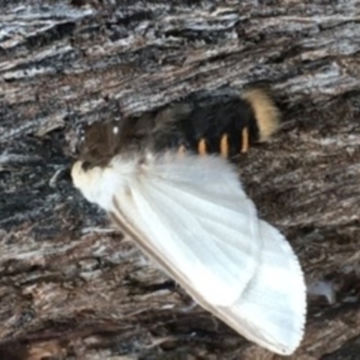 Oenosandra boisduvalii (Boisduval's Autumn Moth) at Fyshwick, ACT - 8 Mar 2021 by YellowButton