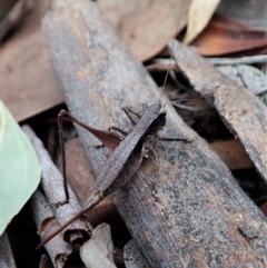 Nanodectes harpax at Cook, ACT - 27 Feb 2021