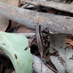 Nanodectes harpax at Cook, ACT - 27 Feb 2021