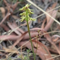 Corunastylis cornuta (Horned Midge Orchid) at Aranda Bushland - 5 Mar 2021 by CathB