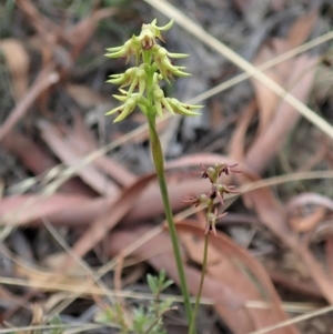 Corunastylis cornuta at Aranda, ACT - 6 Mar 2021