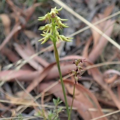 Corunastylis cornuta (Horned Midge Orchid) at Aranda Bushland - 5 Mar 2021 by CathB