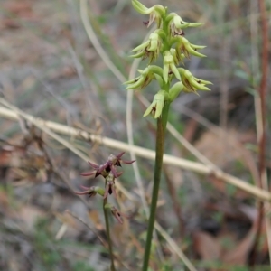 Corunastylis cornuta at Aranda, ACT - 6 Mar 2021