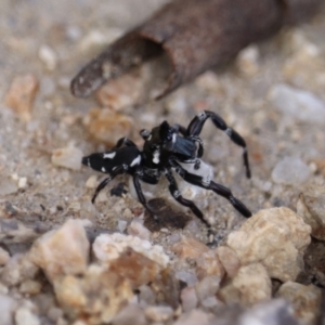 Sandalodes scopifer at Paddys River, ACT - 7 Mar 2021