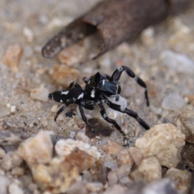 Sandalodes scopifer (White-spotted Sandalodes) at Tidbinbilla Nature Reserve - 7 Mar 2021 by YellowButton