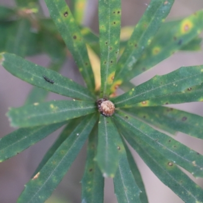 Araneinae (subfamily) (Orb weaver) at Paddys River, ACT - 7 Mar 2021 by YellowButton