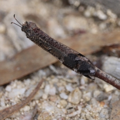 Unidentified Antlion (Myrmeleontidae) at Paddys River, ACT - 7 Mar 2021 by YellowButton