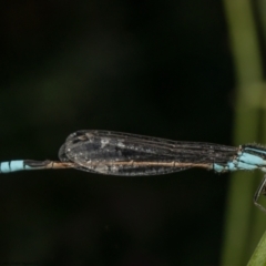 Ischnura heterosticta (Common Bluetail Damselfly) at Macgregor, ACT - 8 Mar 2021 by Roger
