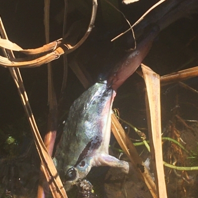 Litoria lesueuri (Lesueur's Tree-frog) at Murray Gorge, NSW - 6 Mar 2021 by Ned_Johnston