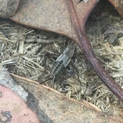 Bobilla sp. (genus) (A Small field cricket) at Tom Groggin, VIC - 7 Mar 2021 by NedJohnston