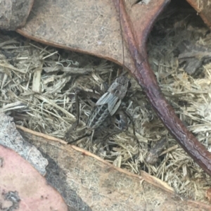 Bobilla sp. (genus) at Tom Groggin, VIC - 7 Mar 2021