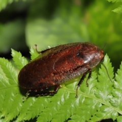Rhabdoblatta sp. (genus) (Giant Forest Cockroach) at Acton, ACT - 3 Mar 2021 by TimL