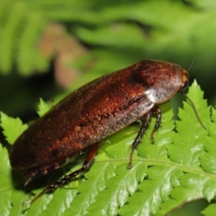 Rhabdoblatta sp. (genus) at Acton, ACT - 4 Mar 2021