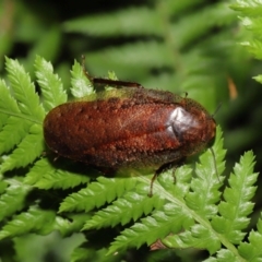 Rhabdoblatta sp. (genus) at Acton, ACT - 4 Mar 2021 10:55 AM