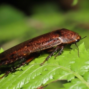 Rhabdoblatta sp. (genus) at Acton, ACT - 4 Mar 2021