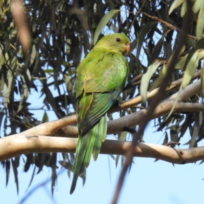 Polytelis swainsonii (Superb Parrot) at Yerrabi Pond - 6 Mar 2021 by HelenCross