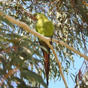 Polytelis swainsonii at Gungahlin, ACT - suppressed