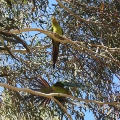 Polytelis swainsonii at Gungahlin, ACT - suppressed