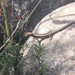 Lampropholis guichenoti (Common Garden Skink) at Murray Gorge, NSW - 7 Mar 2021 by NedJohnston