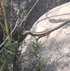 Lampropholis guichenoti (Common Garden Skink) at Kosciuszko National Park - 7 Mar 2021 by Ned_Johnston