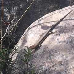 Lampropholis guichenoti at Murray Gorge, NSW - 7 Mar 2021