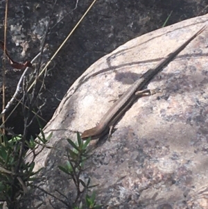 Lampropholis guichenoti at Murray Gorge, NSW - 7 Mar 2021