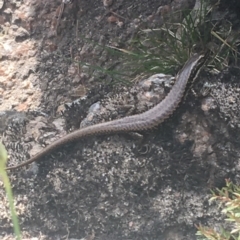 Eulamprus heatwolei (Yellow-bellied Water Skink) at Murray Gorge, NSW - 7 Mar 2021 by NedJohnston