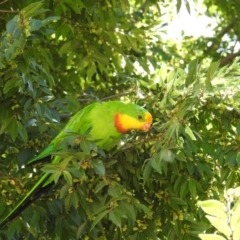 Polytelis swainsonii (Superb Parrot) at Gungahlin, ACT - 6 Mar 2021 by HelenCross