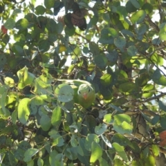 Polytelis swainsonii at Gungahlin, ACT - suppressed