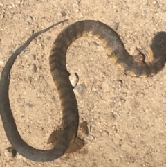 Notechis scutatus (Tiger Snake) at Murray Gorge, NSW - 7 Mar 2021 by NedJohnston