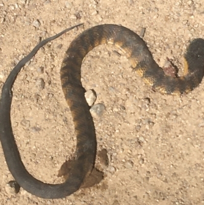 Notechis scutatus (Tiger Snake) at Murray Gorge, NSW - 7 Mar 2021 by NedJohnston