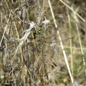 Anax papuensis at Paddys River, ACT - 4 Mar 2021