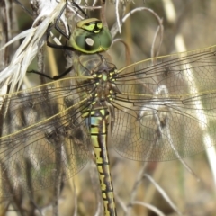 Anax papuensis at Paddys River, ACT - 4 Mar 2021