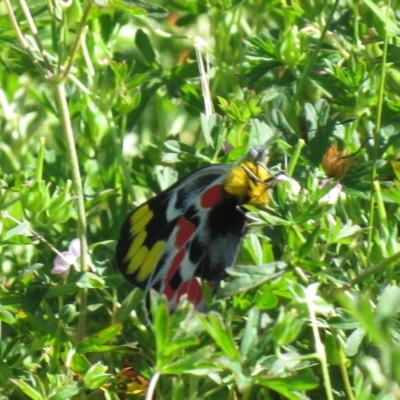 Delias harpalyce (Imperial Jezebel) at Tidbinbilla Nature Reserve - 5 Mar 2021 by SandraH