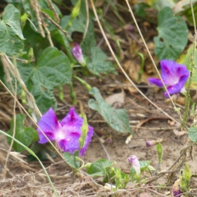 Ipomoea purpurea (Common Morning Glory) at Tuggeranong Creek to Monash Grassland - 7 Mar 2021 by SandraH