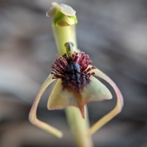 Chiloglottis reflexa at Currawang, NSW - 8 Mar 2021