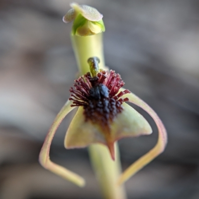 Chiloglottis reflexa (Short-clubbed Wasp Orchid) at Currawang, NSW - 8 Mar 2021 by camcols