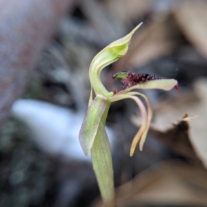 Chiloglottis reflexa at Currawang, NSW - 8 Mar 2021