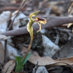 Chiloglottis reflexa at Currawang, NSW - 8 Mar 2021