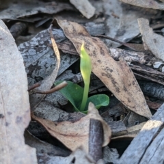 Chiloglottis reflexa at Currawang, NSW - 8 Mar 2021