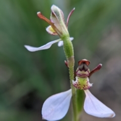 Eriochilus cucullatus (Parson's Bands) at Currawang, NSW - 8 Mar 2021 by camcols