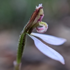 Eriochilus cucullatus at Currawang, NSW - 8 Mar 2021