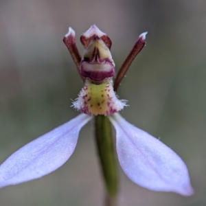 Eriochilus cucullatus at Currawang, NSW - 8 Mar 2021