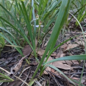 Eriochilus cucullatus at Currawang, NSW - 8 Mar 2021