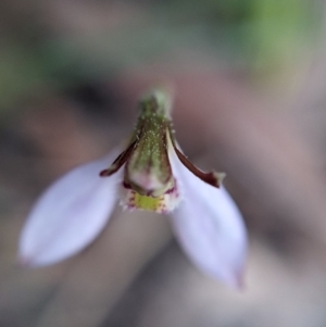 Eriochilus cucullatus at Currawang, NSW - 8 Mar 2021