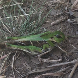 Gastrimargus musicus at Murray Gorge, NSW - 7 Mar 2021