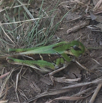 Gastrimargus musicus (Yellow-winged Locust or Grasshopper) at Kosciuszko National Park - 7 Mar 2021 by Ned_Johnston