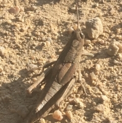 Percassa rugifrons (Mountain Grasshopper) at Murray Gorge, NSW - 6 Mar 2021 by NedJohnston