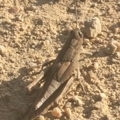 Percassa rugifrons (Mountain Grasshopper) at Murray Gorge, NSW - 6 Mar 2021 by Ned_Johnston